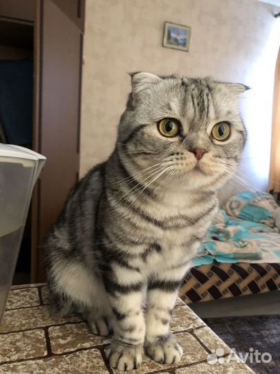 Отдам кота в добрые руки