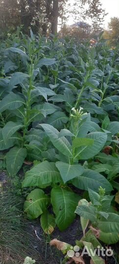 Семена табака