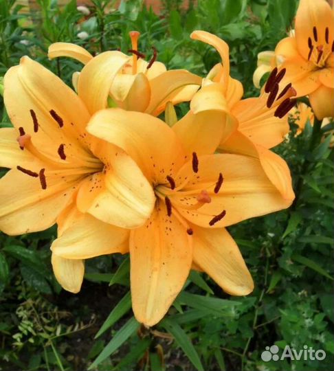 Лилии, луковицы (детки)