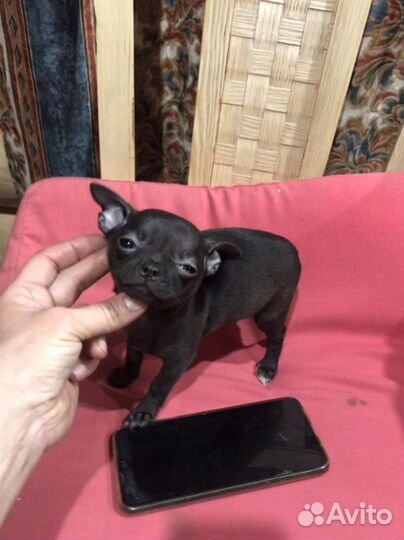 Чихуахуа mini девочка Ежевичкв