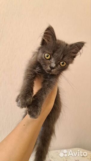 Котята от британской кошки
