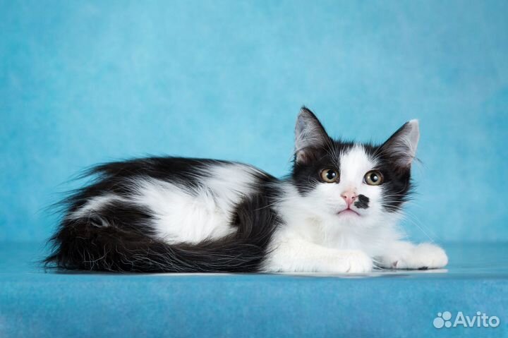 Пушистое мягкое облачко в поисках дома