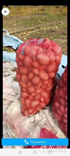 Картофель крупный жёлтый