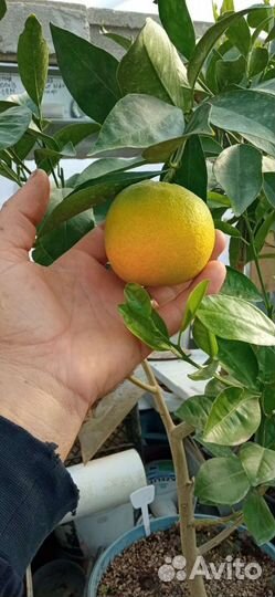 Цитрусовые растения редких сортов в Волгограде