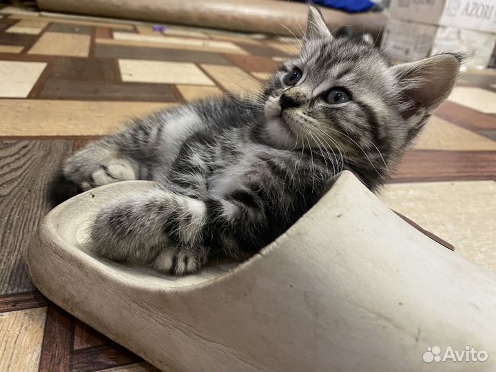 Метисы мейн-куна котята