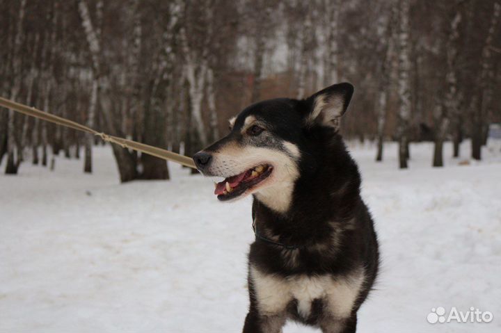 Собака в приюте ждет своих мам и пап