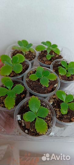 Бриофиллум laetivirens