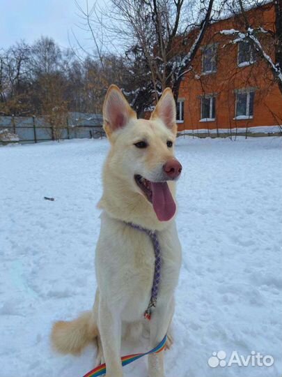 Спасите собачку из приюта