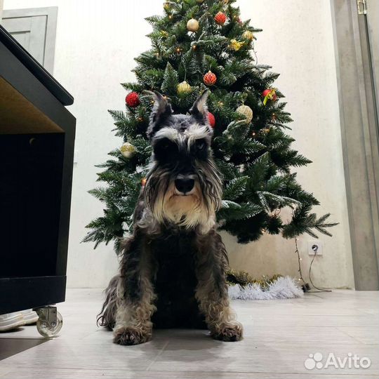 Цвергшнауцер для вязки