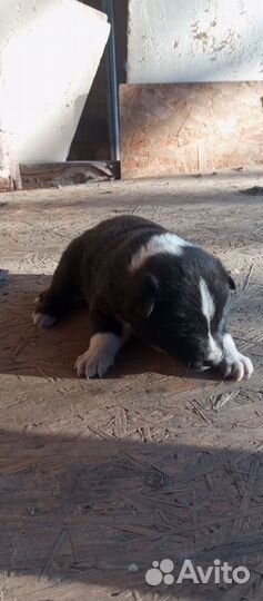 Русско европейская лайка