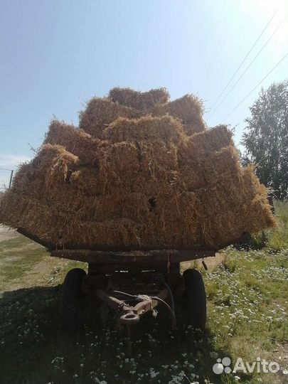 Солома гороха