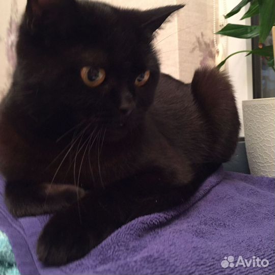 Кошечка в добрые руки