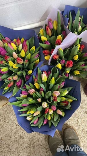 Тюльпаны луковицы