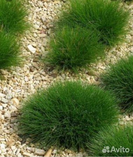 Овсянница, фестука 2 цвета