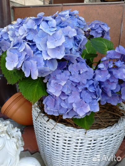 Гортензия крупнолистная черенки