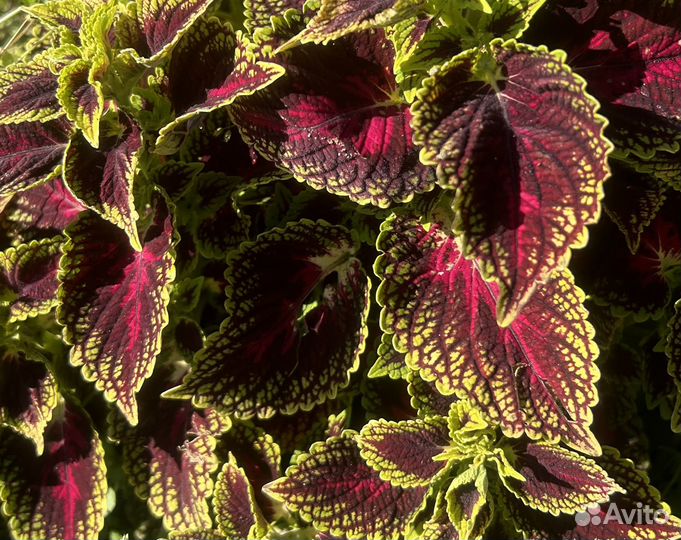 Колеусы сортовые