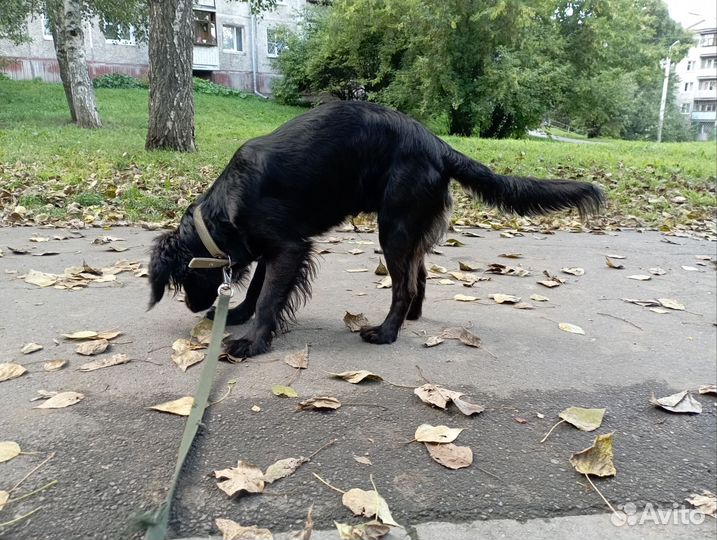 Русский спаниель