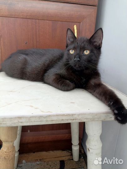 Кошка в добрые руки