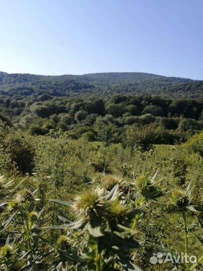 Мёд из разнотравия