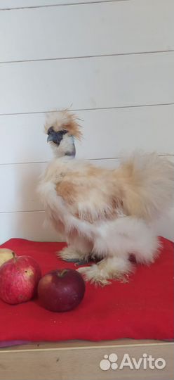 Петух китайской шелковой 1+2