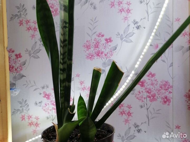 Сансевиерия