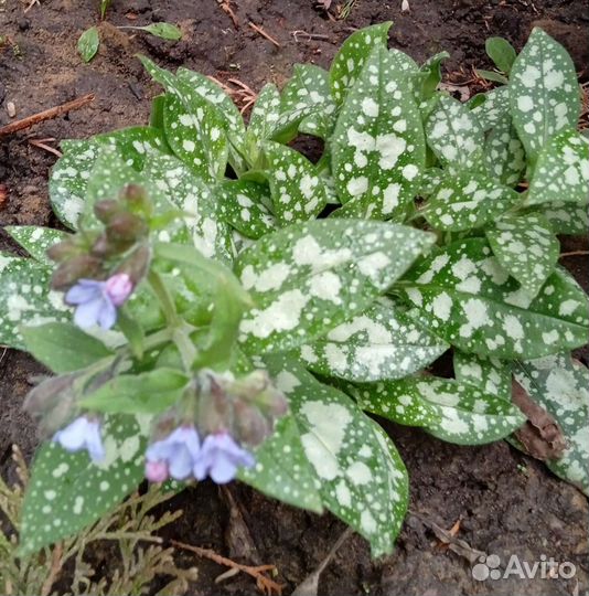 Многолетники