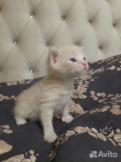 Британские котята