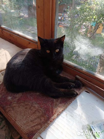 Черный котенок