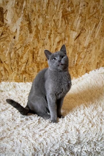 Оскар ищет дом