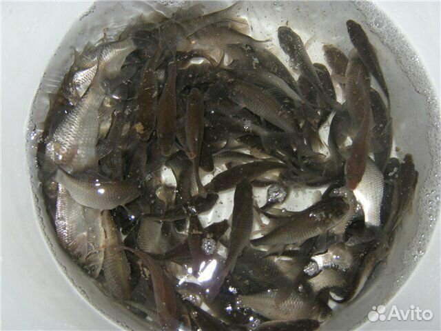 Живец карась