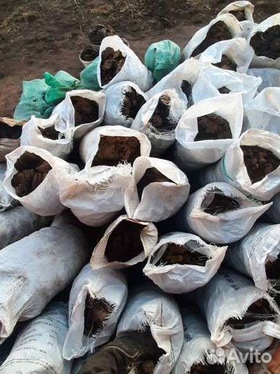 Навоз коровий и перегной