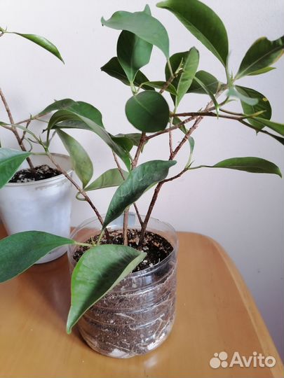 Фикус микрокарпа