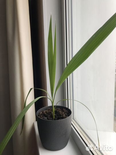 Финиковая пальма