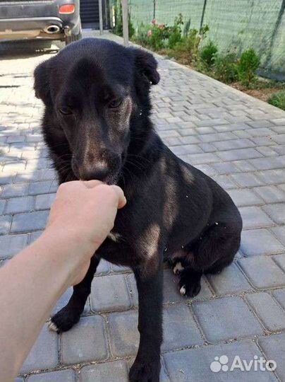 Черный окрас