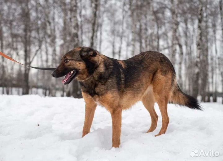 Метис малинуа в приюте ищет дом