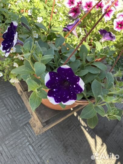 Продажа однолетних и многолетних цветов