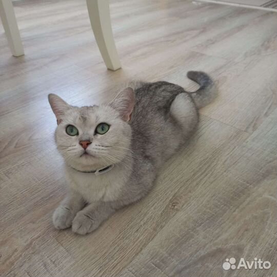 Отдам кошку в добрые руки