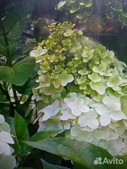 Гортензия метельчатая. Лаймлайт