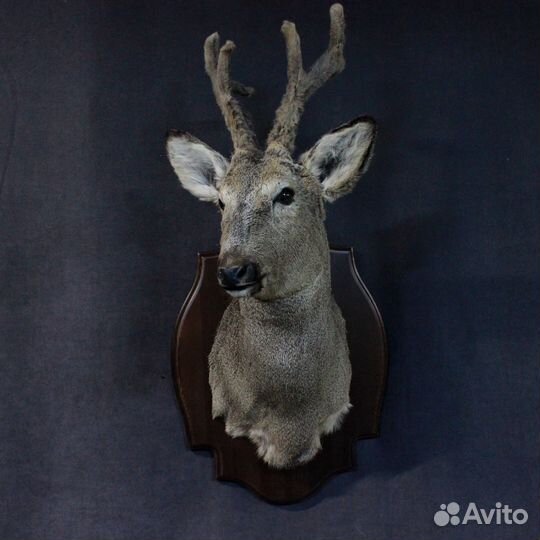 Таксидермия чучело головы косули имитация