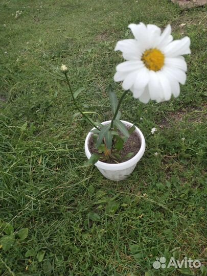 Цветущие многолетники для клумбы