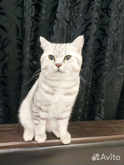 Британский кот для вязки