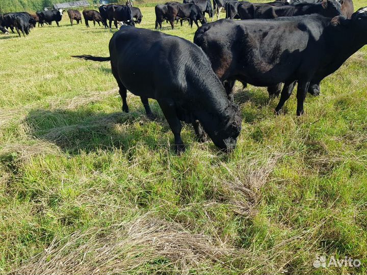 Бычки и быки