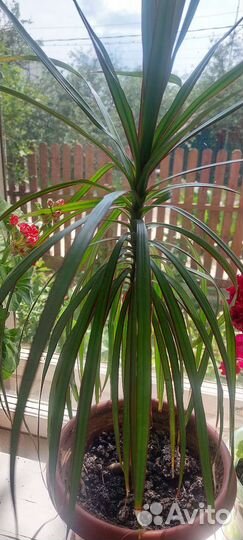 Алое. Драцена