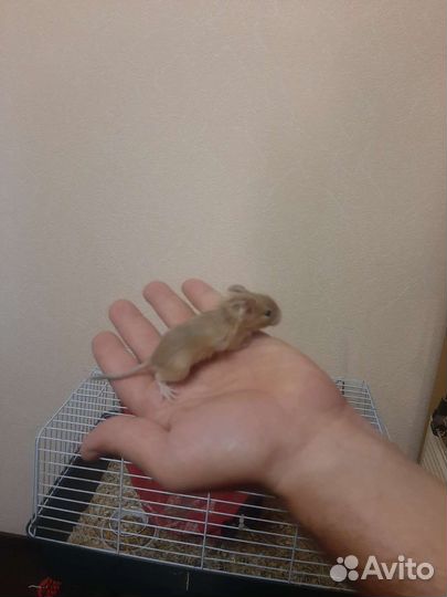 Цветные белки дегу, беж, голубые