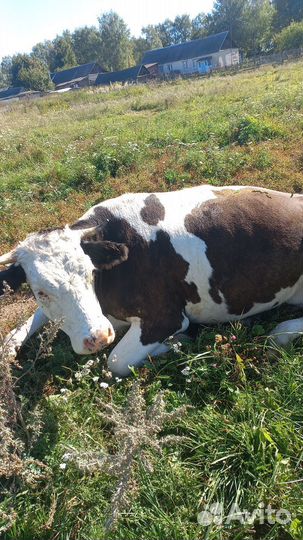 Корова дойная