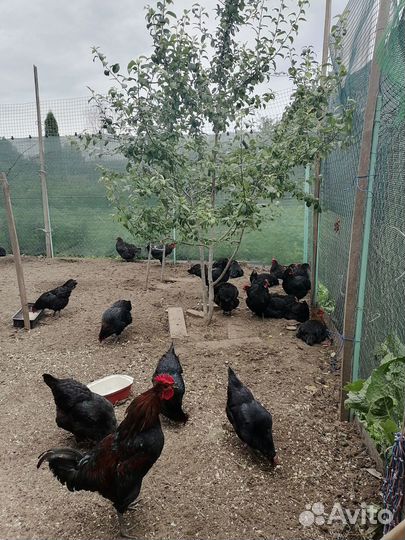 Инкубационное яйцо