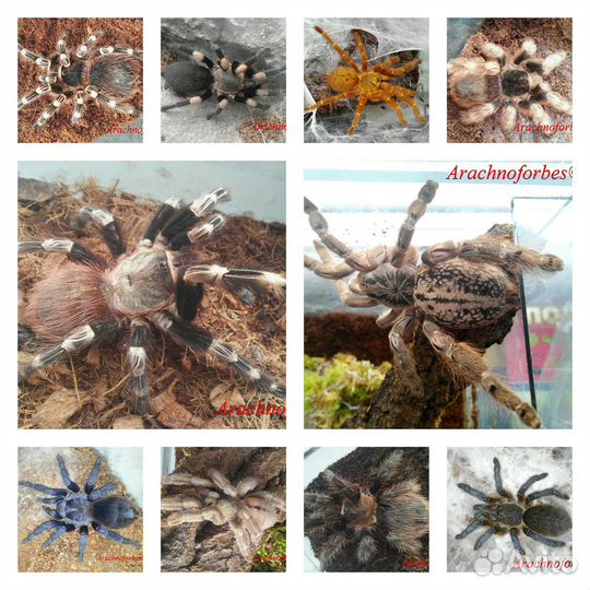 Пауки птицееды от заводчика