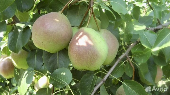 Саженцы груши