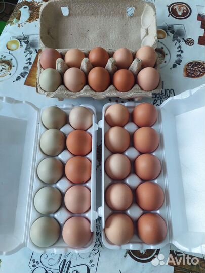 Домашние куриные яйца