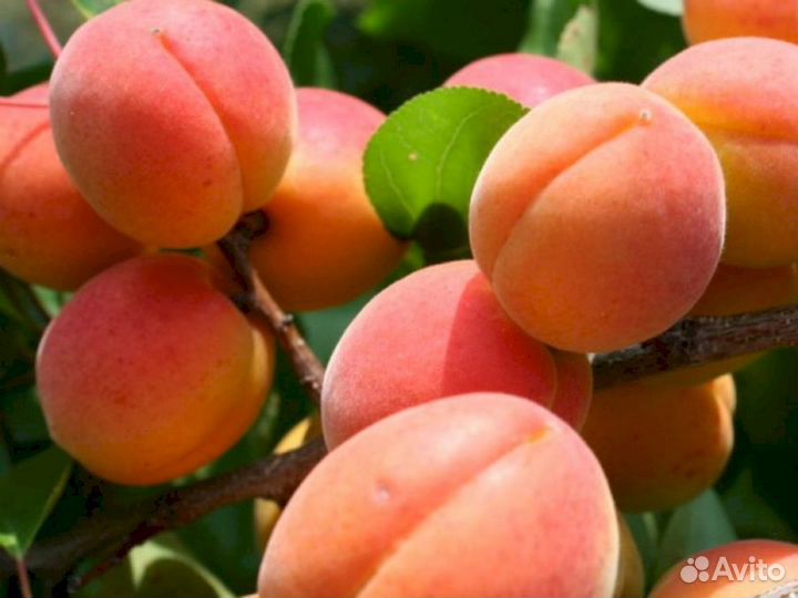 Саженцы абрикос Сын Краснощекого